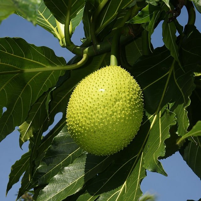 Breadfruit Slice