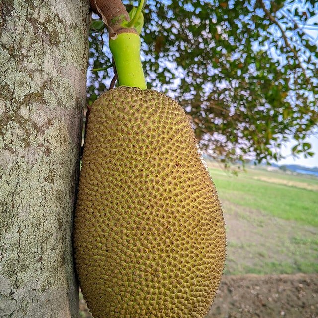 Ripe Jackfruit