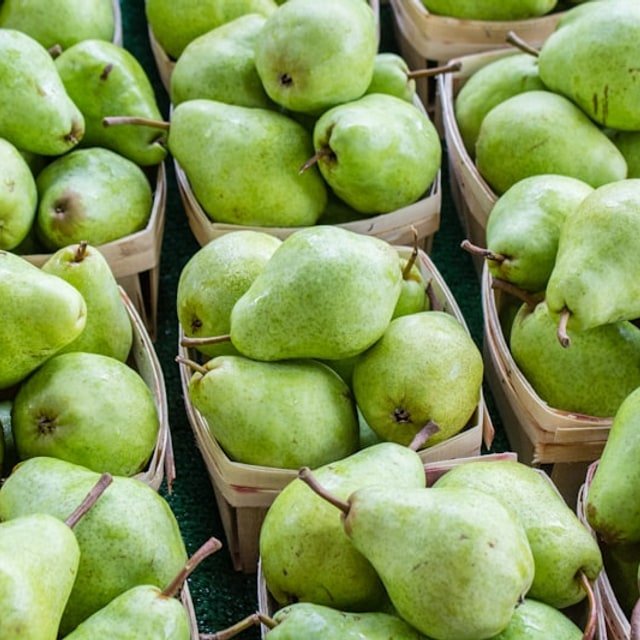 Anjou Pear